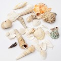 천연 조개 껍질 약250g 혼합 소라 고동 여름 만들기 바다 인테리어 촬영소품 캔들 장식